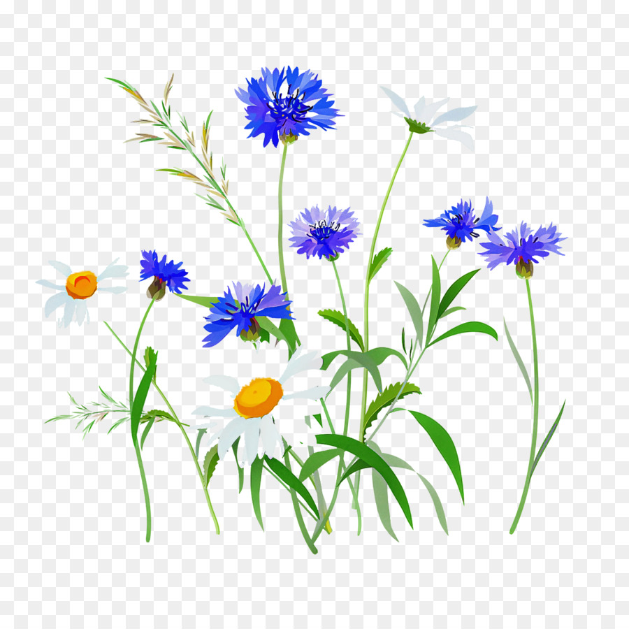Fleur，Camomille PNG