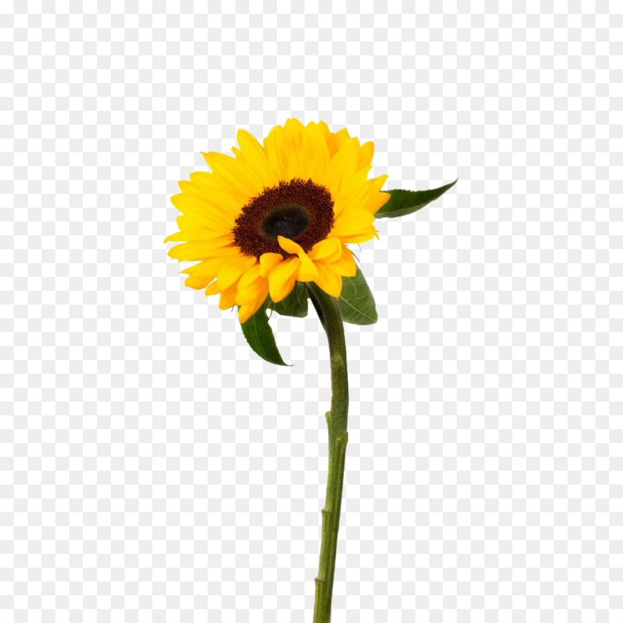 Tournesol，Usine PNG