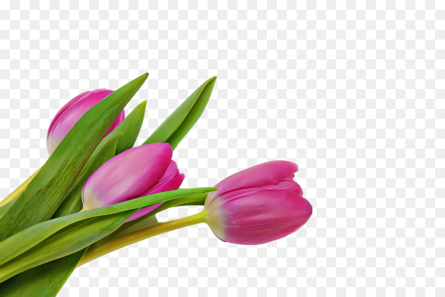 Tulipe，Usine PNG