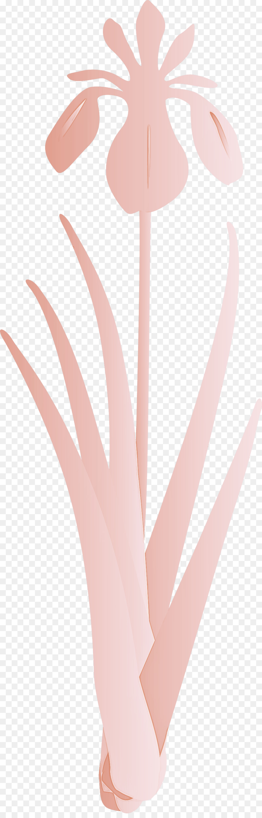 Rose，Feuille PNG