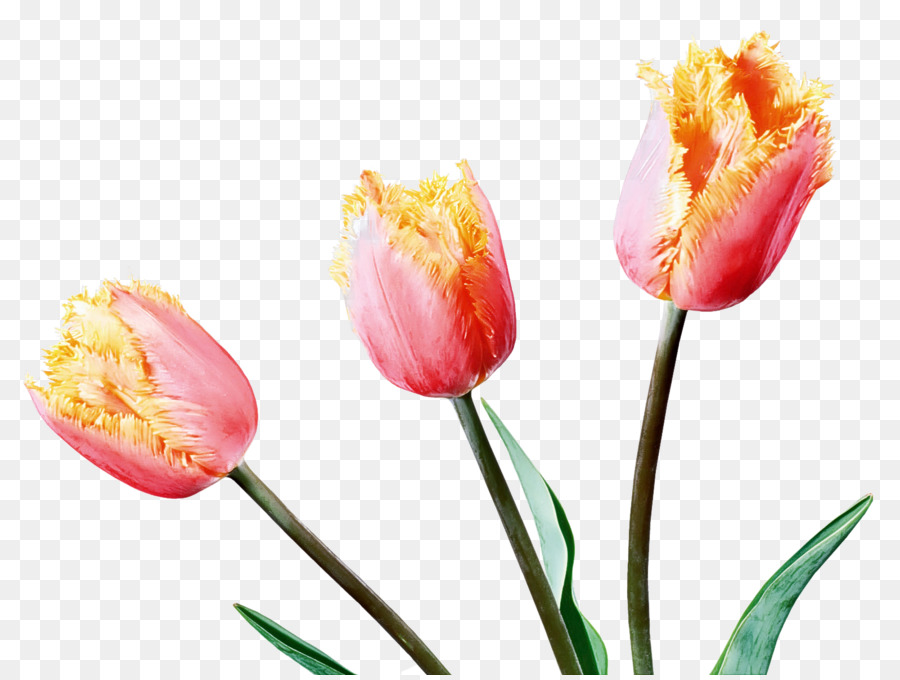 Tulipe，Usine PNG