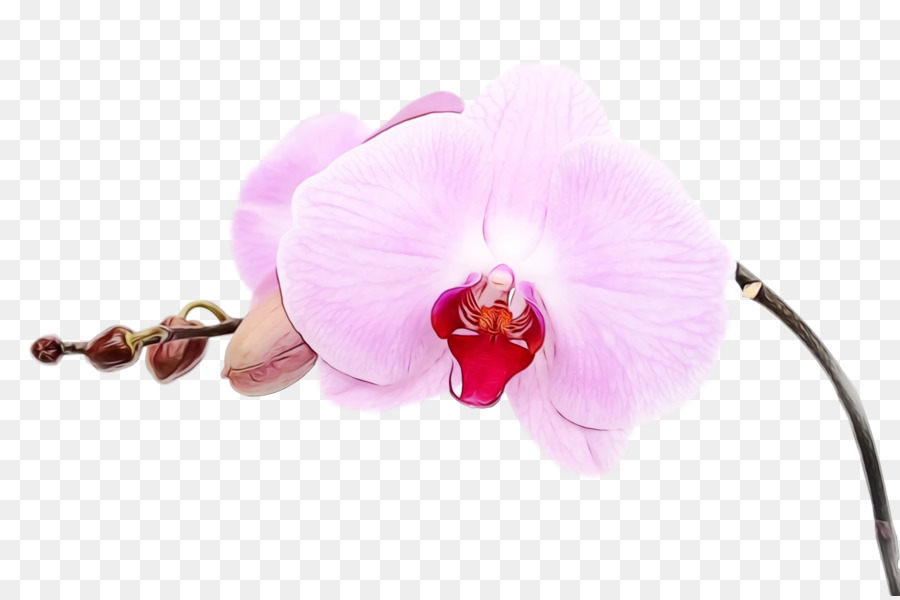 Orchidée，Rose PNG