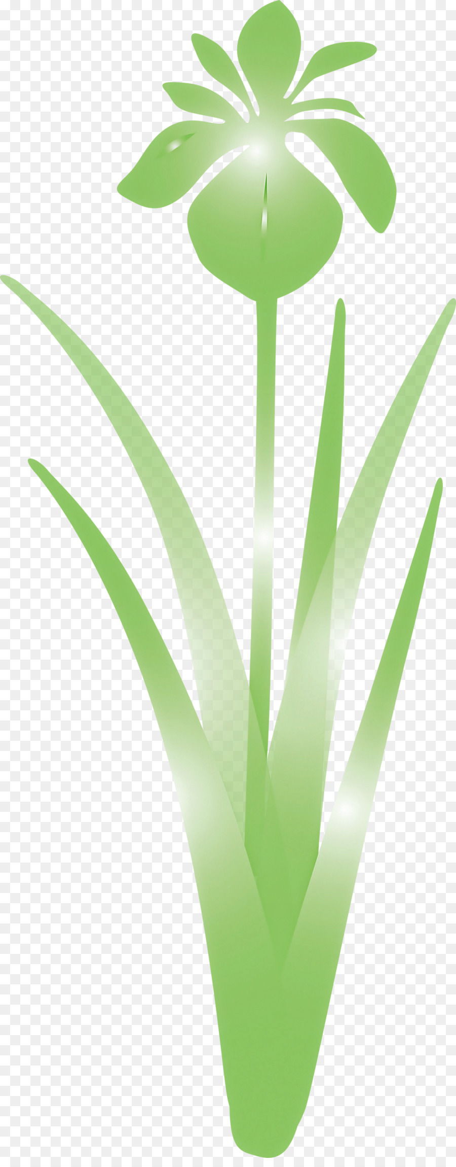 Plante Verte，Feuilles PNG