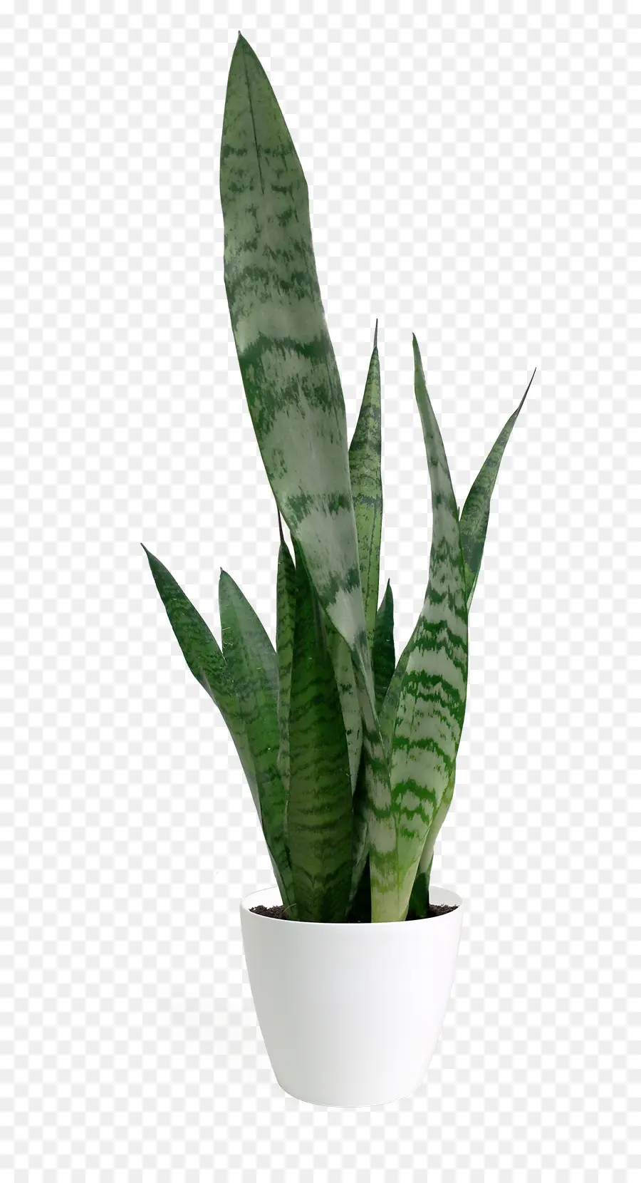 Plante De Serpent，Vert PNG