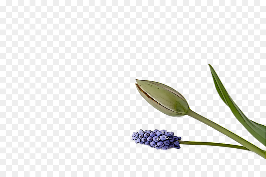 Fleurs Violettes，Fleurir PNG