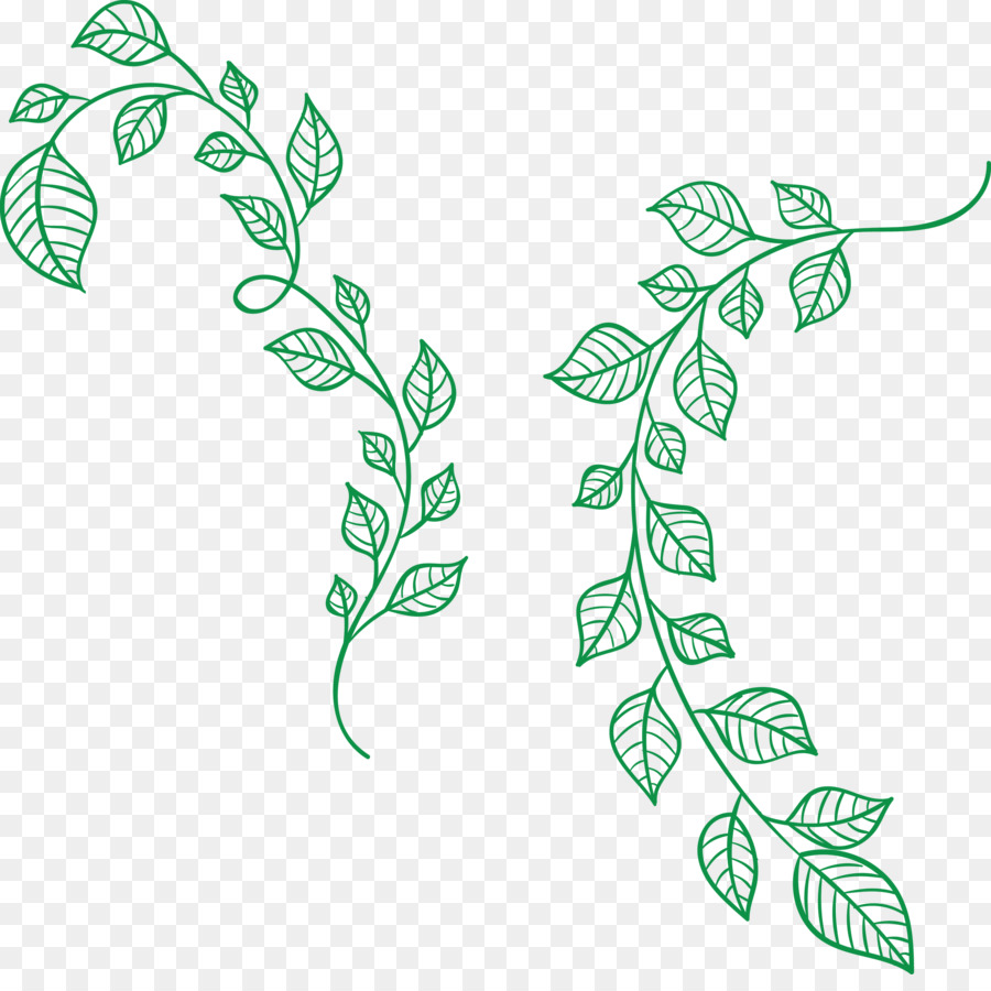 Vigne Verte，Feuilles PNG