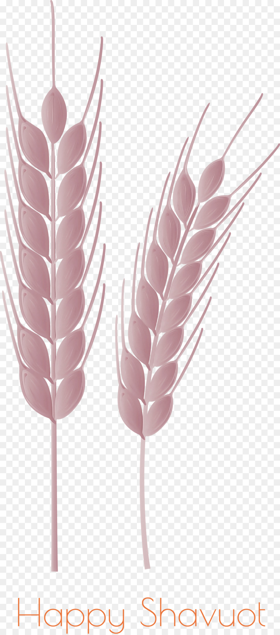 Blé，Grain PNG