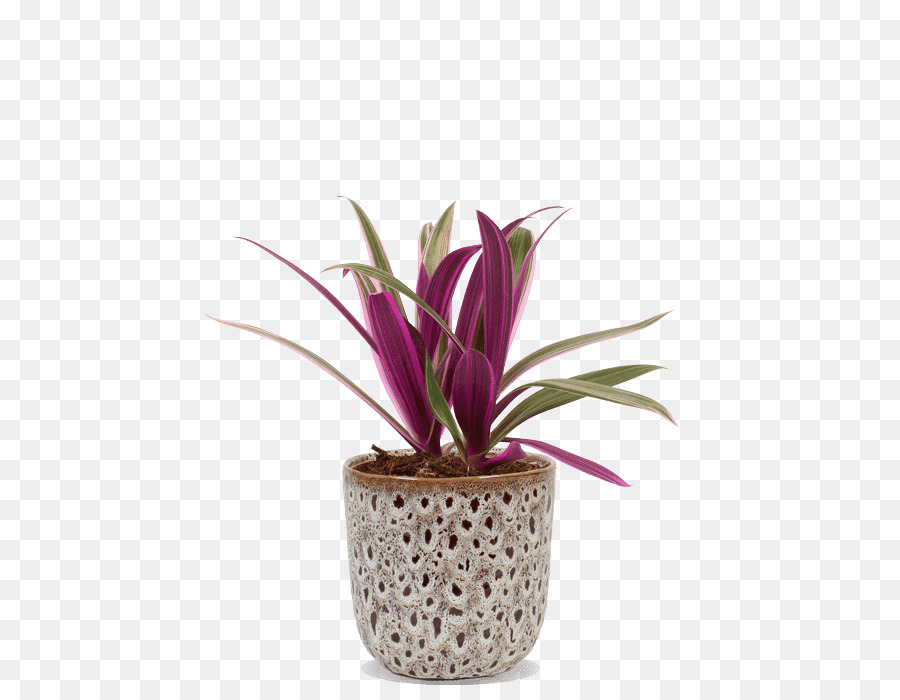 Fleur，Flowerpot PNG