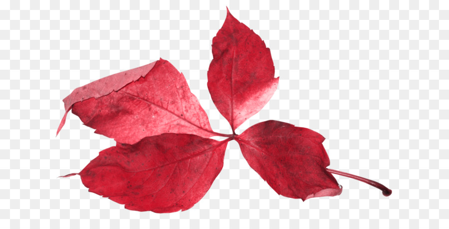 Feuille Rouge，Automne PNG