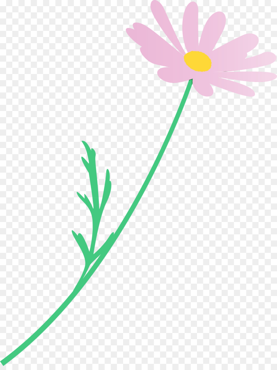 Camomille，Fleur PNG