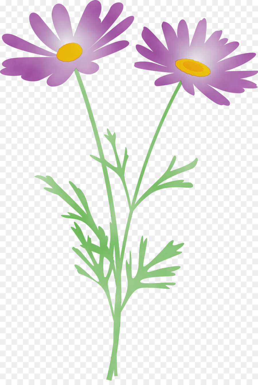 Fleur，Camomille PNG