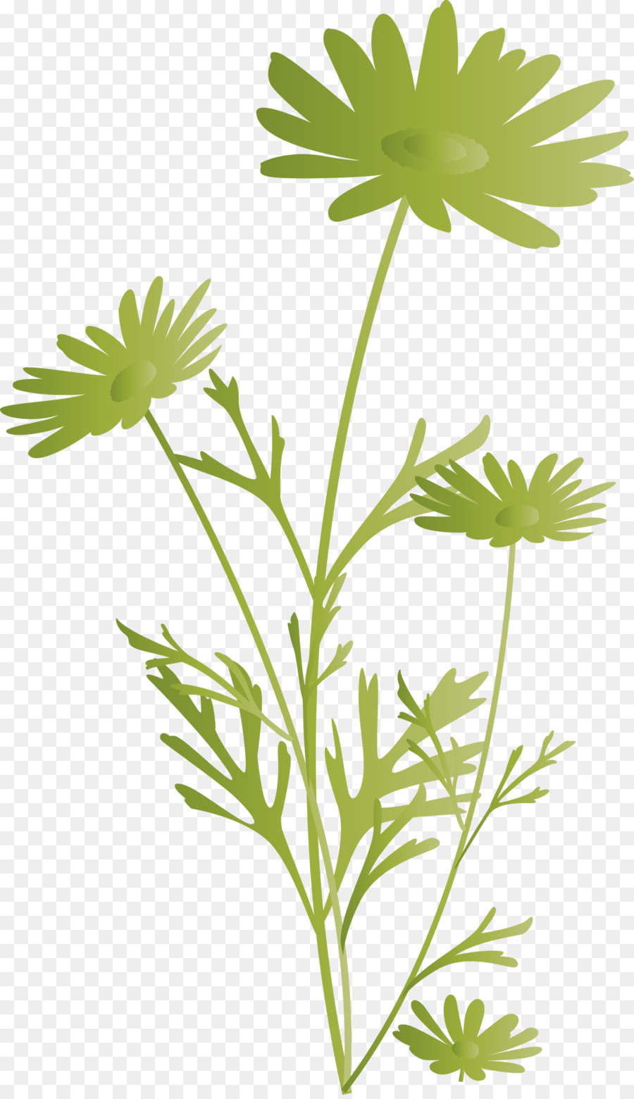 Fleur，Plante PNG