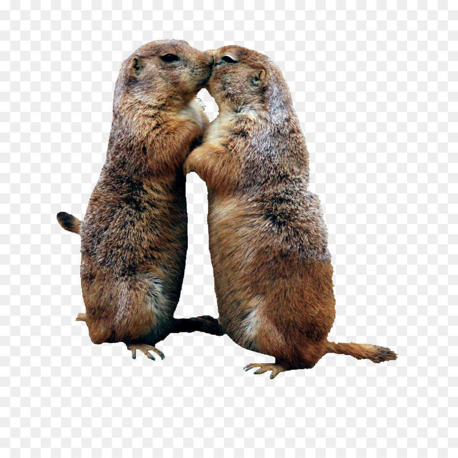 Marmotte，Gopher PNG