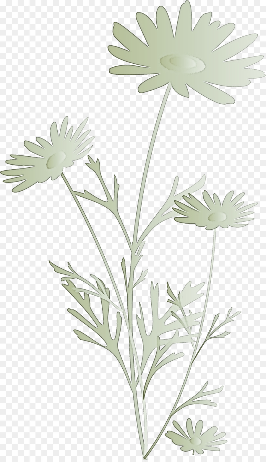 Fleurs Blanches，Nature PNG