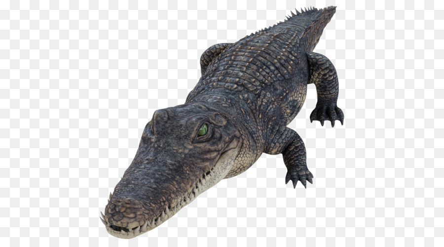 Reptile，Alligator PNG
