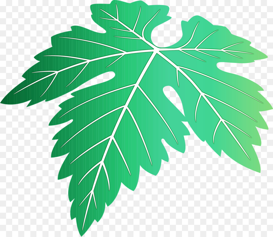 Feuille，Plante PNG