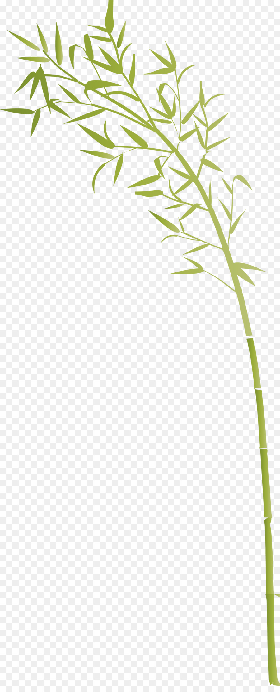 Tige De La Plante，Plante PNG