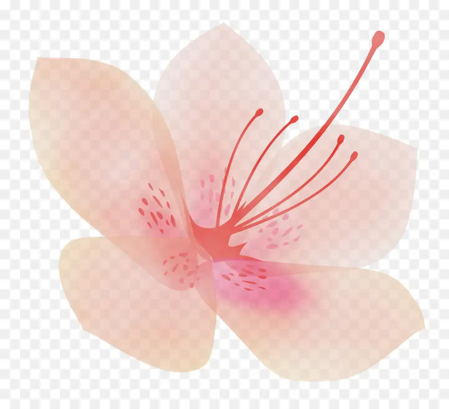 Fleur Rose，Fleurir PNG