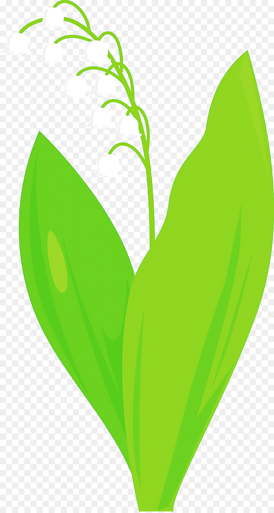 Muguet，Fleur PNG