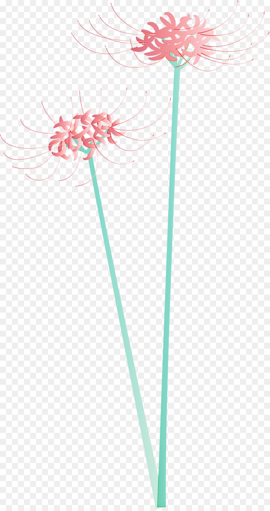 Rose，Plante PNG