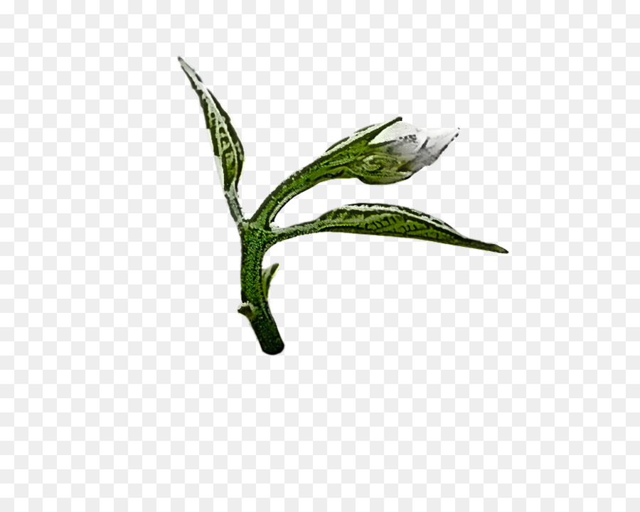 Feuille，Plante PNG