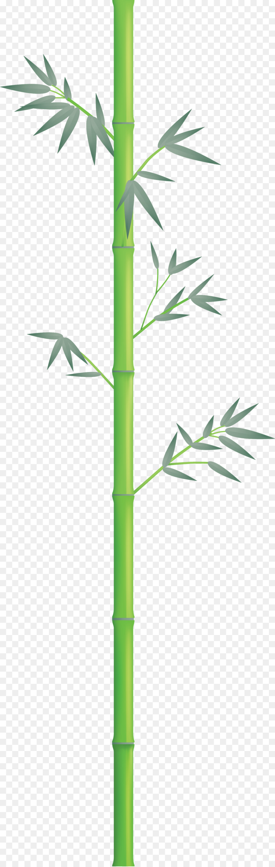 Bambou Vert，Feuilles PNG