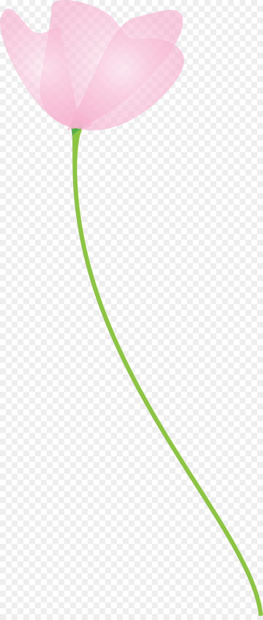 Tulip，Plante PNG