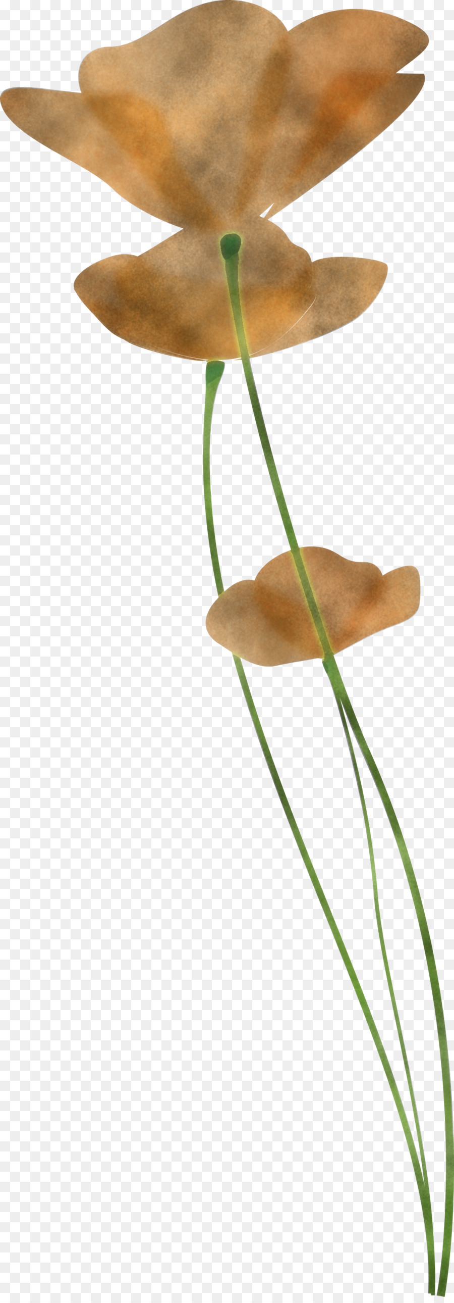 Tige De La Plante，Plante PNG