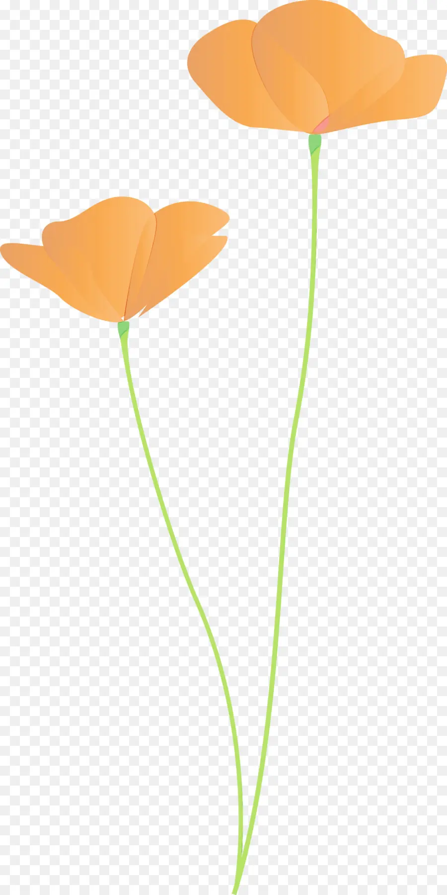 Orange，Feuille PNG