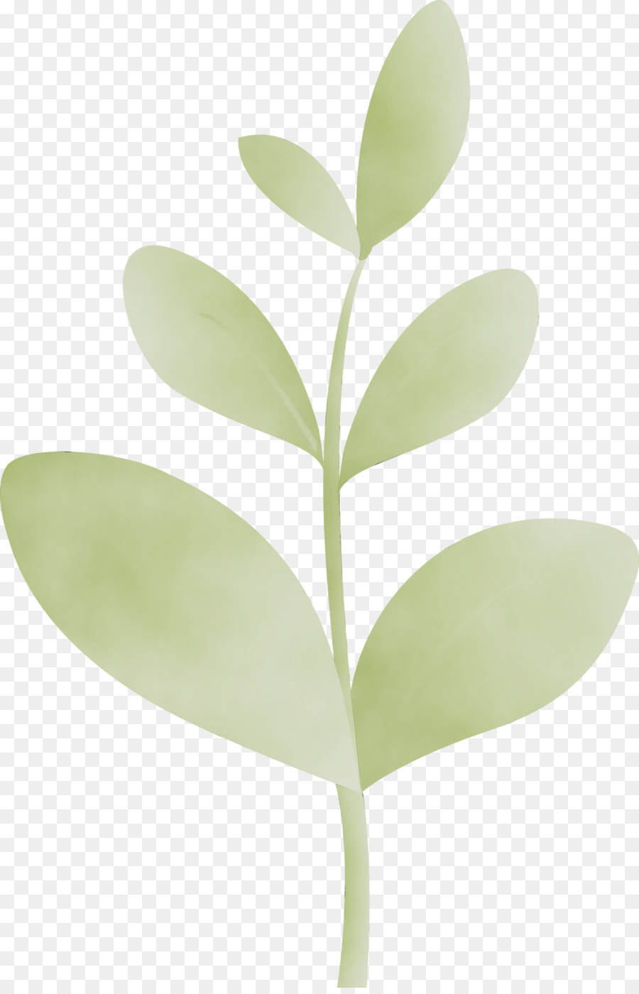 Feuille Verte，Usine PNG