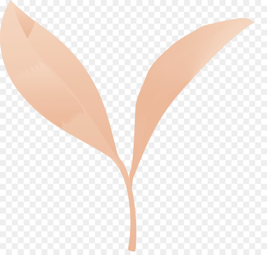 Feuille，Plante PNG