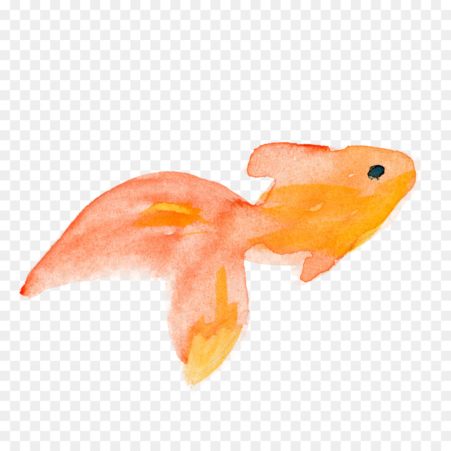 Poisson Rouge，Aquatique PNG