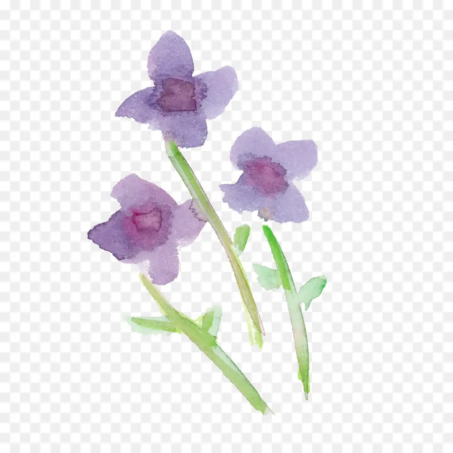 Fleur，Violet PNG