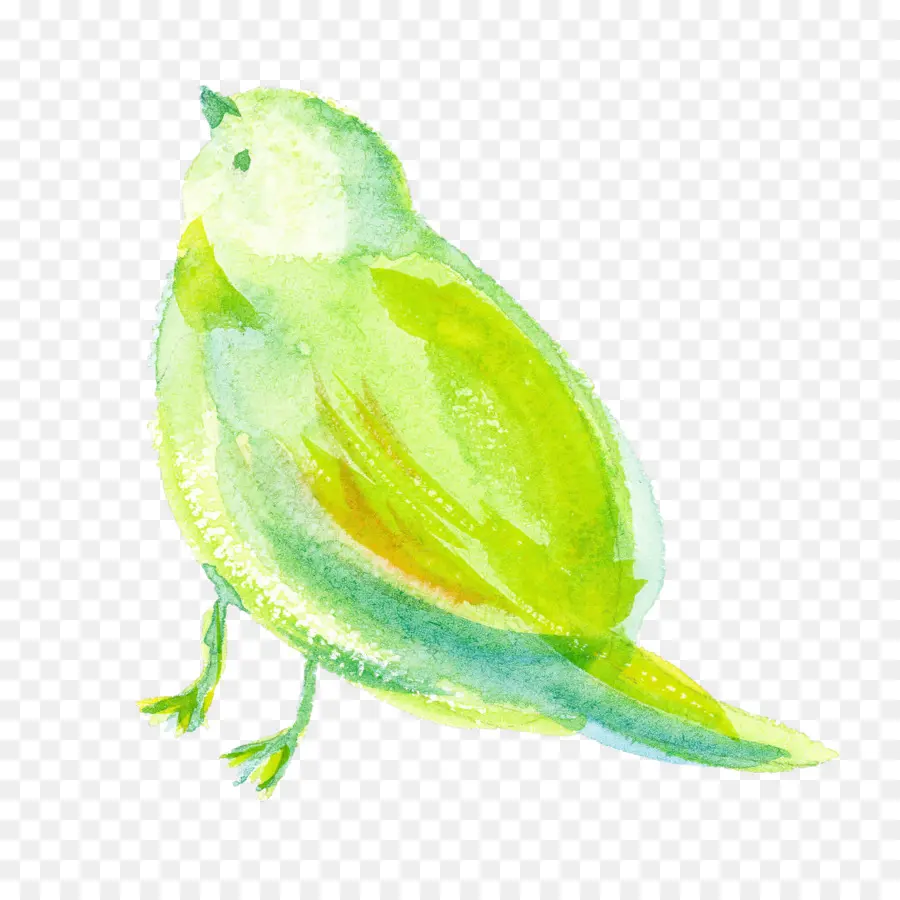 Oiseau Vert，Animal PNG