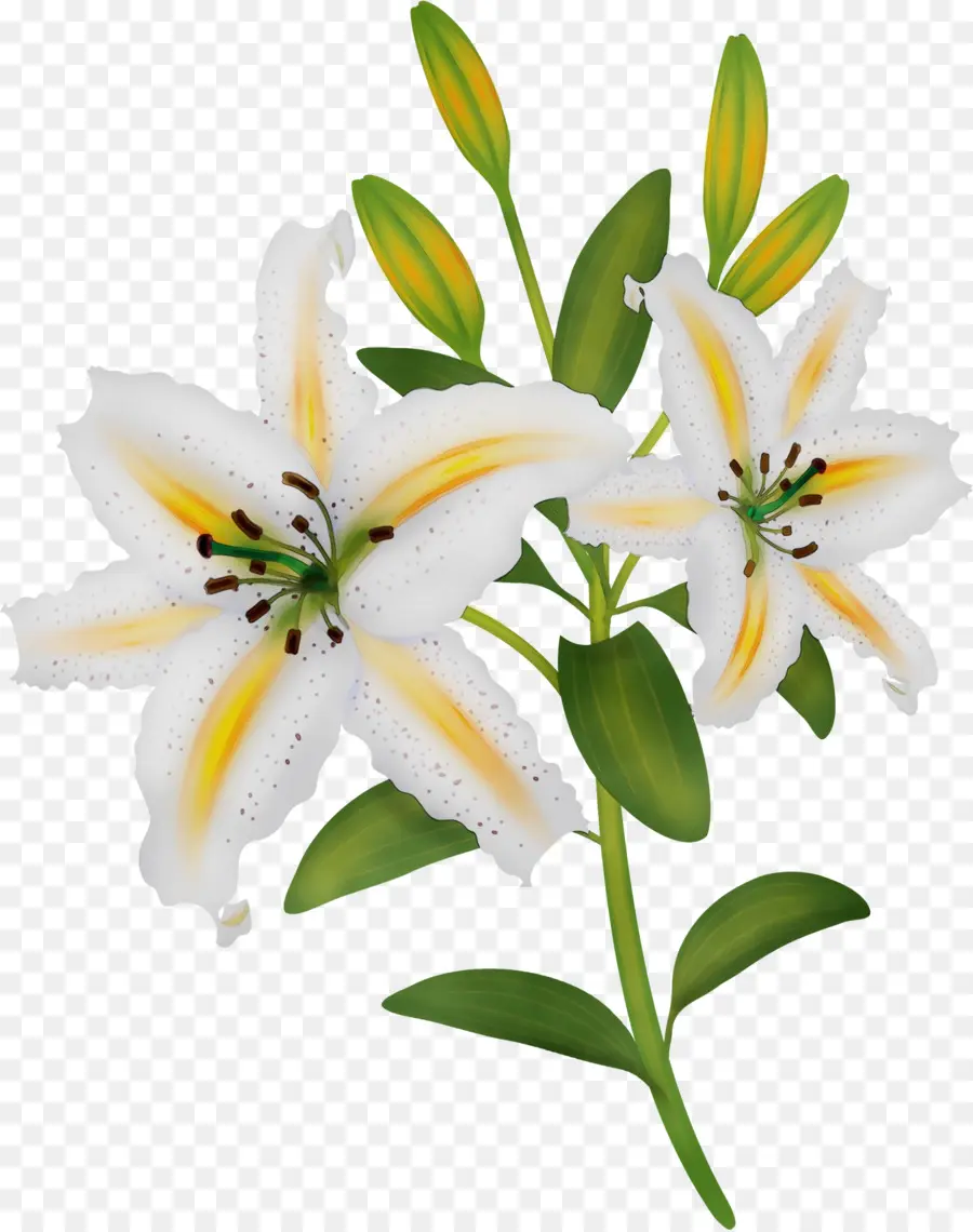 Fleur，Lys PNG