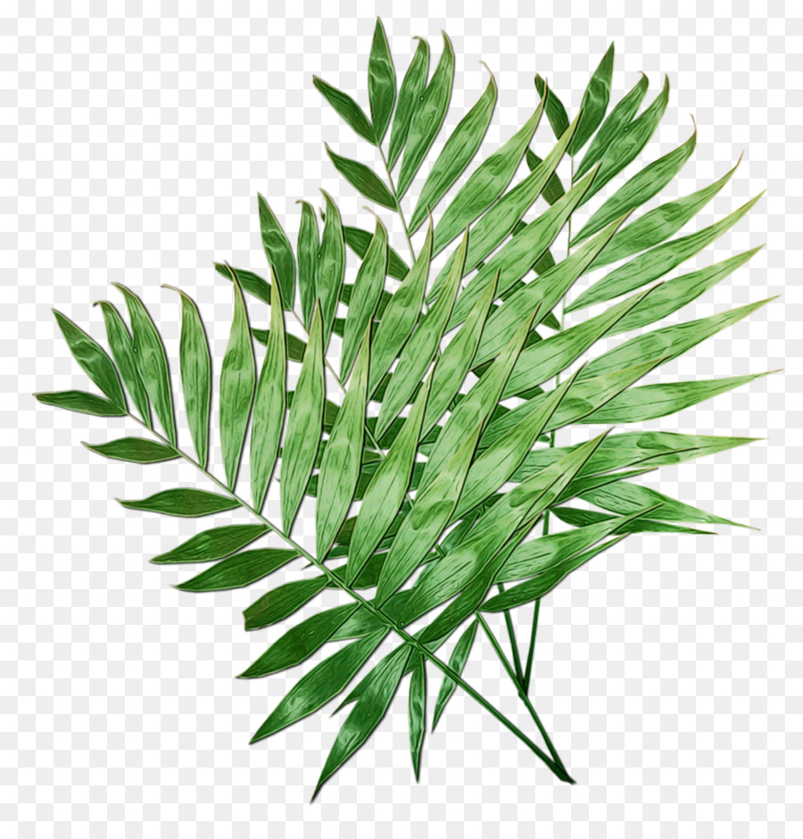 Plante，Feuille PNG