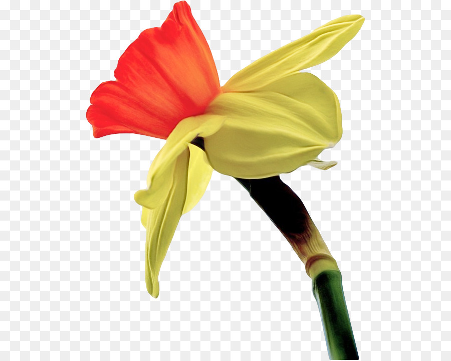 Fleur，Jaune PNG