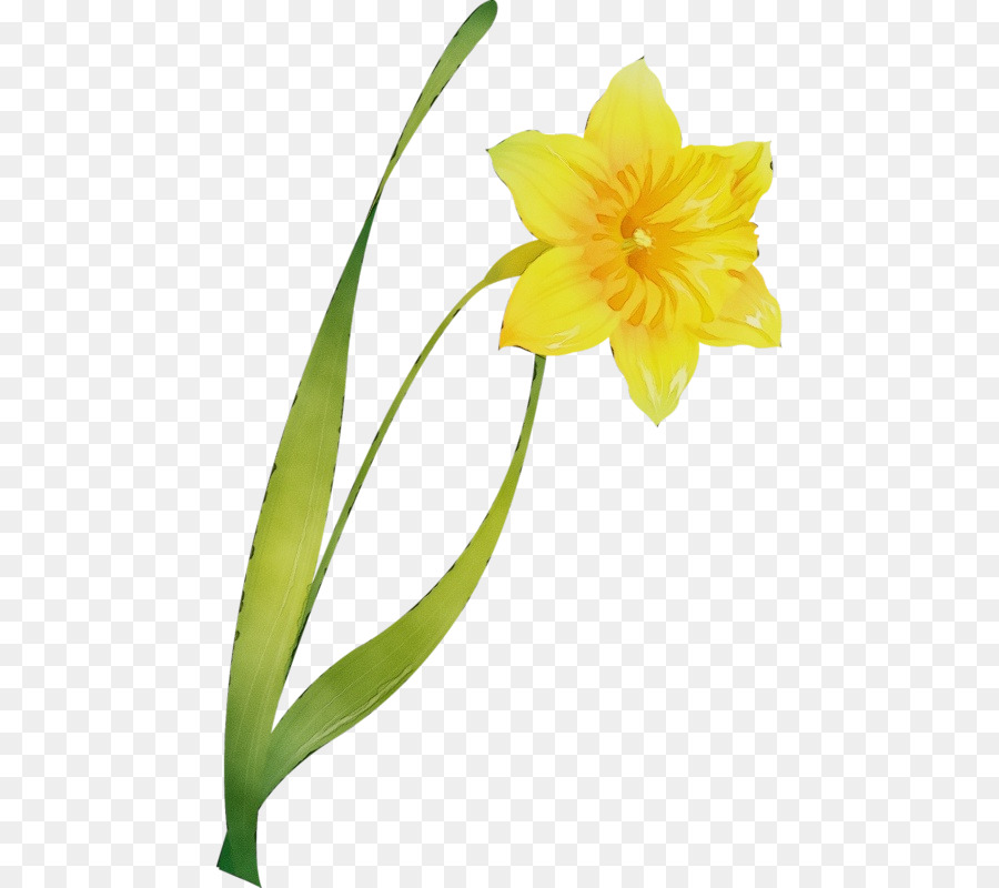 Fleur Jaune，Usine PNG