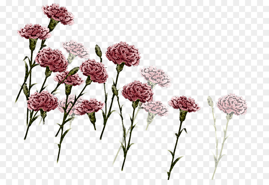 Fleur，Plante PNG