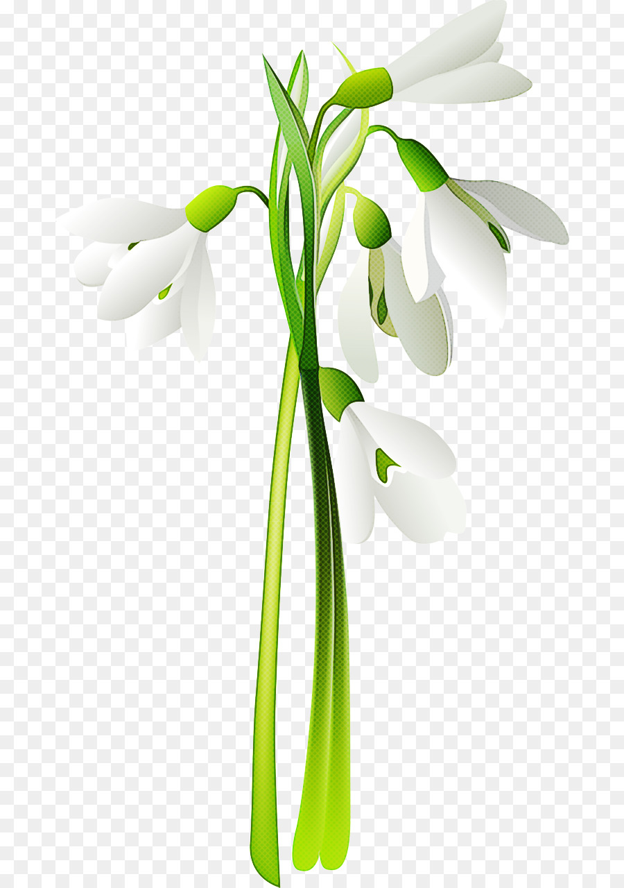 Fleur，Perce Neige PNG