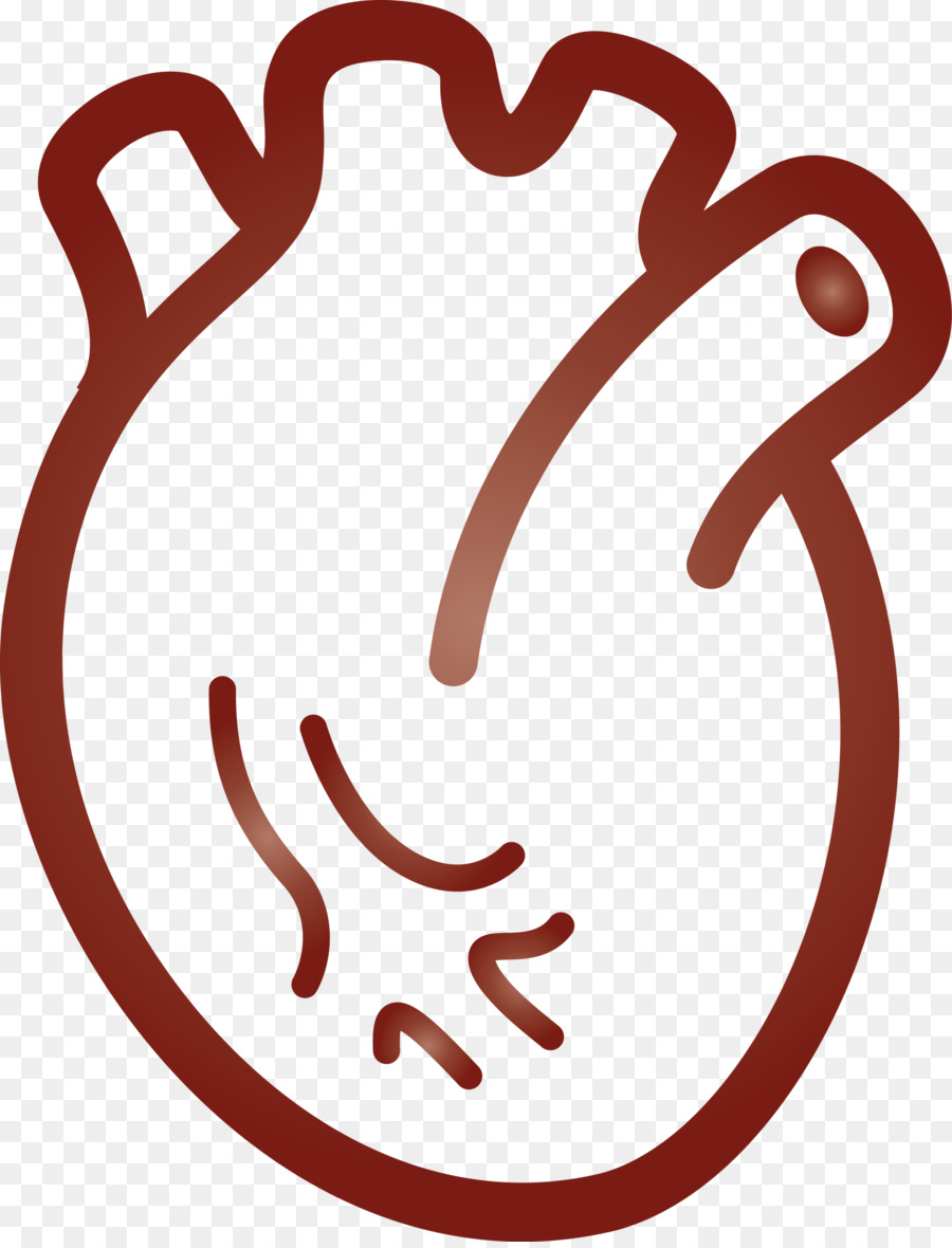 Cœur，Anatomie PNG