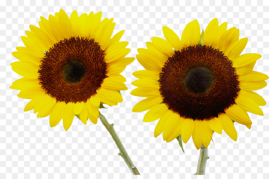 Tournesols，Jaune PNG