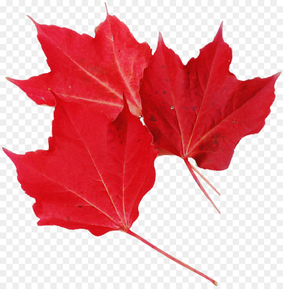 Feuille，Rouge PNG