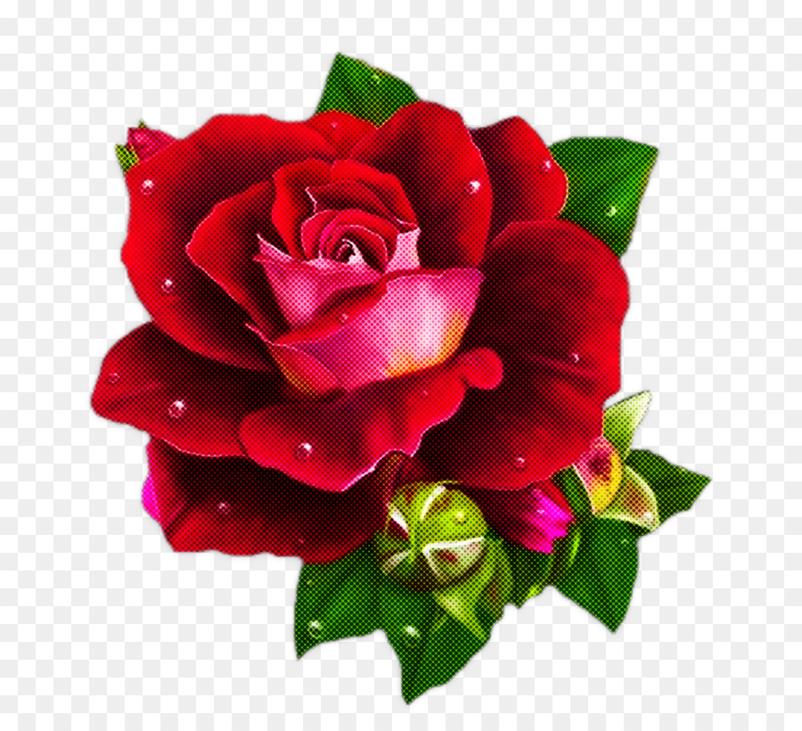 Fleur，Les Roses De Jardin PNG