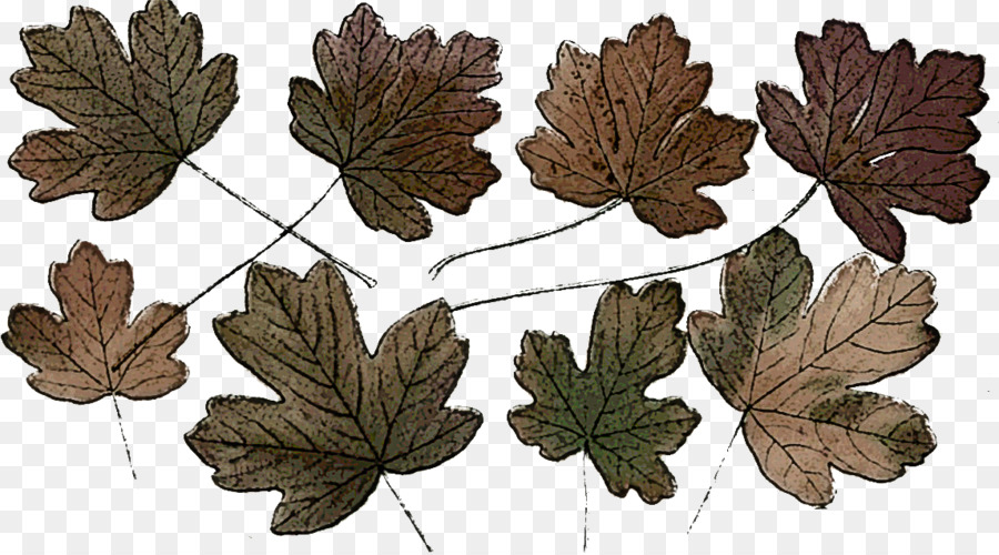 Feuille，Plante PNG