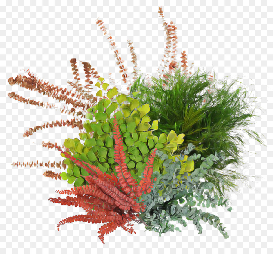 Plantes Colorées，Feuillage PNG