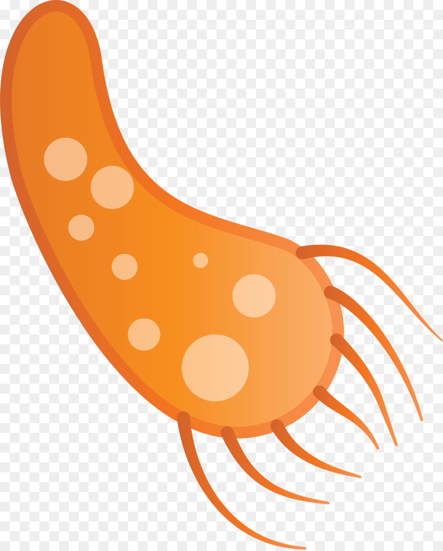 Bactéries，Orange PNG