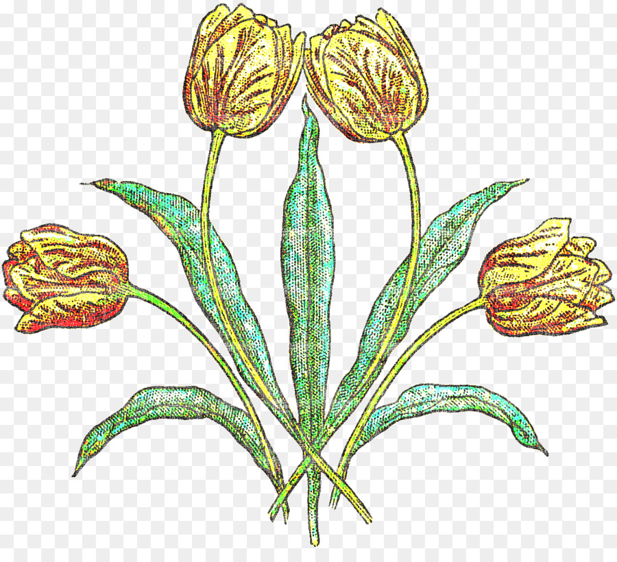 Fleur，Plante PNG