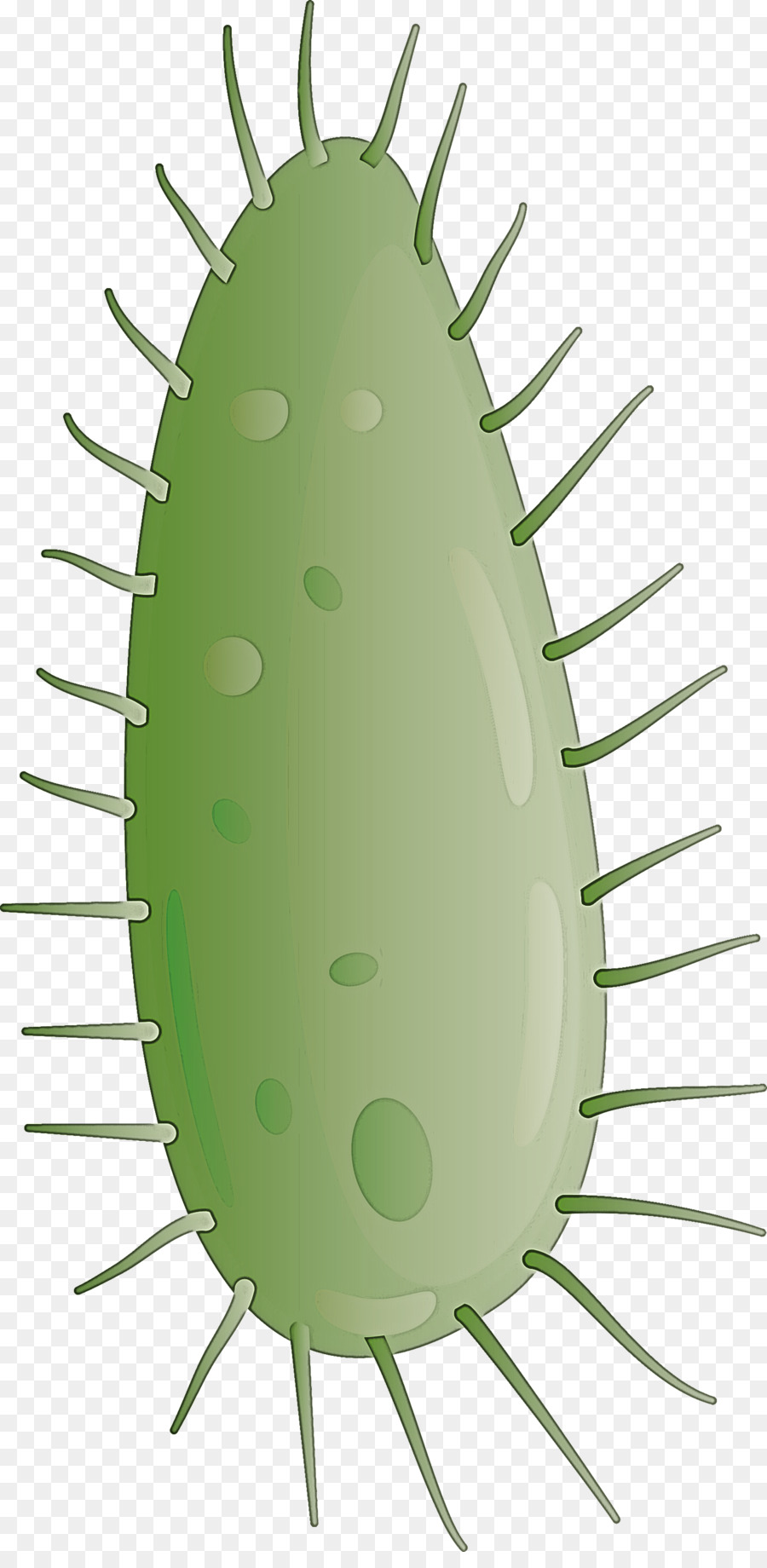 Cactus，Plante PNG