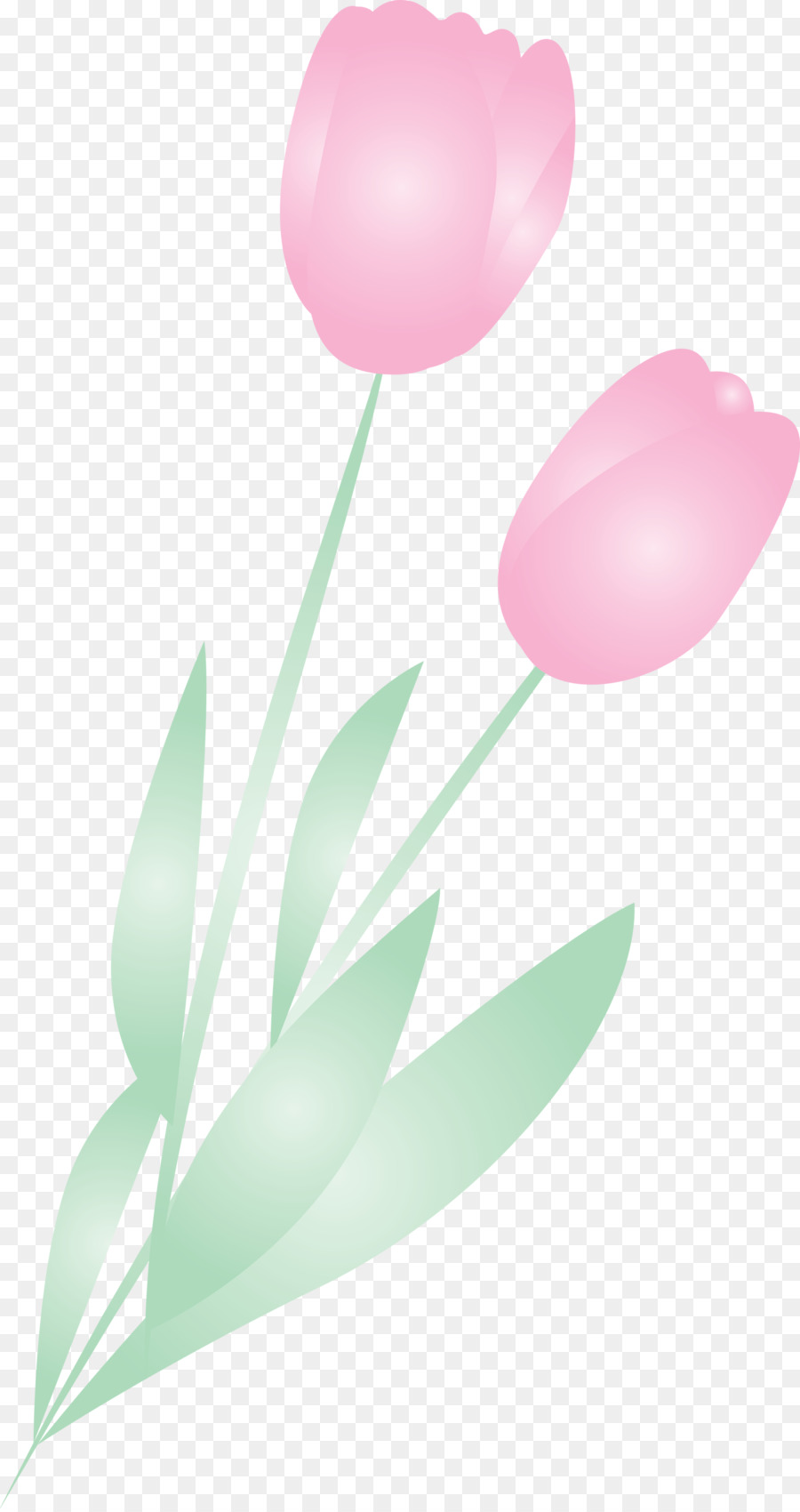 Tulipes Rouges，Floraison PNG